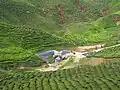 Plantation de thé dans la province du Pahang