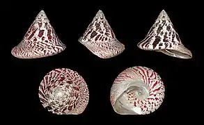 Tectus niloticus