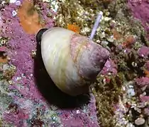 Tegula pulligo (Archaeogastropoda).