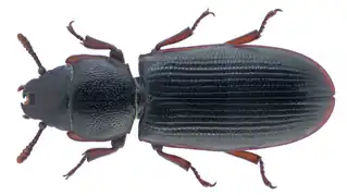 Tenebroides fuscus.
