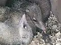 Tenrec ecaudatus.