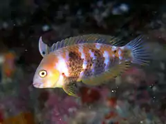 Xyrichtys sciistius