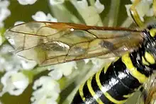 Aile de T. arcuata
