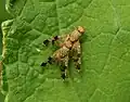 Accouplement