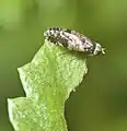 Imago (Allemagne)
