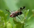 Imago