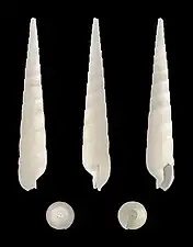 Terebra cingulifera