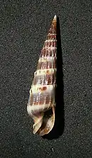 Terebra variegata