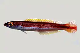 Terelabrus rubrovittatus