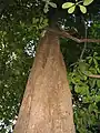Terminalia subspathula