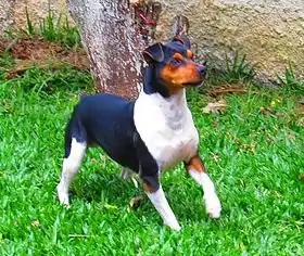 Terrier brésilien