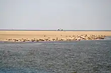 Veaux de mer sur Tertius