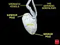 Testicules, artères testiculaires et canaux déférents.