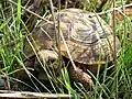 Photographie couleur d'une tortue.