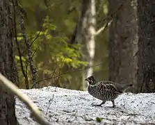 Gelinotte des bois.