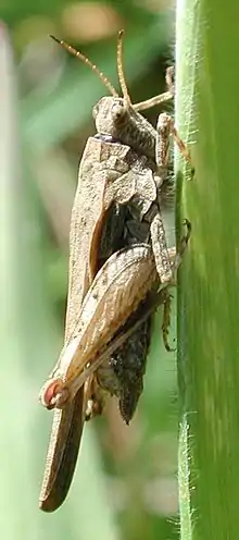 ♀