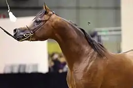 Cheval arabe de show (profil concave).