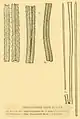 Thalassiothrix longicimaT. frauenfeldii.