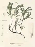 Thalassodendron ciliatum