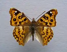 Thaleropis ionia