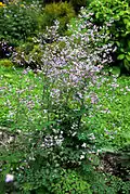 Thalictrum delavayi.