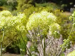 Photographie en couleurs d'une ombelle florale jaune.