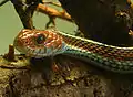 Couleuvre rayée