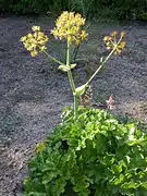 Thapsia nitida.