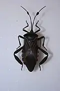 Thasus acutangulus.