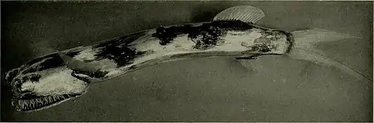 Gigantura chuni