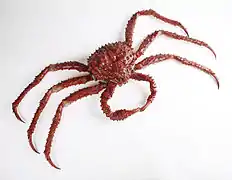Lithodes aequispinus