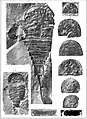 Spécimens d'Erieopterus (2-5 : E. microphthalmus, 6-10 : E. eriensis).