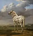 Le Cheval pie de Paulus Potter, vers 1650-1674.