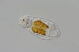 Notholca sp.