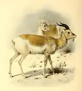 latin : Procapra gutturosa