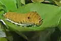 Chenille