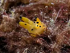 Thecacera sp.