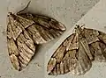 Thera juniperata  (Linnaeus, 1758)