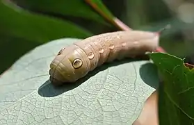 La chenille