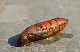 La chrysalide