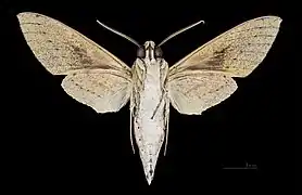 Revers du mâle (coll.MHNT)