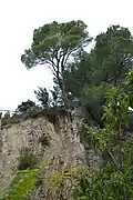 Sédiments relevés à la verticale.