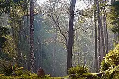 Forêt des Ghats occidentaux