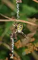 Stabilimenta d'une Argiope bruennichi.