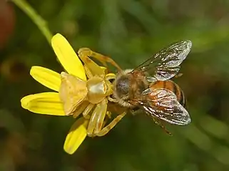 Thomisus onustus.