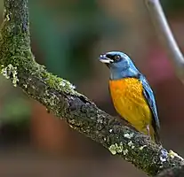 Saltator aurantiirostris (en)