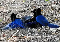 Cyanocorax beecheii