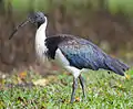 Ibis d'Australie
