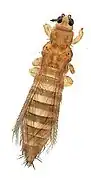Thrips tabaci (Thysanoptera).