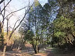 Thuja occidentalis.